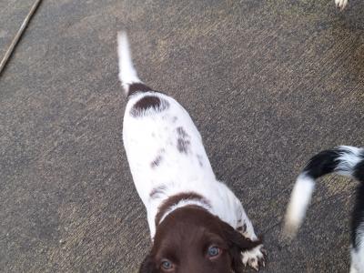 Springer Spaniel x English Setter puppies in Westmeath