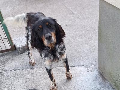Springer Spaniel x English Setter puppies in Westmeath