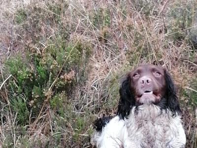 Springer Spaniel x English Setter puppies in Westmeath
