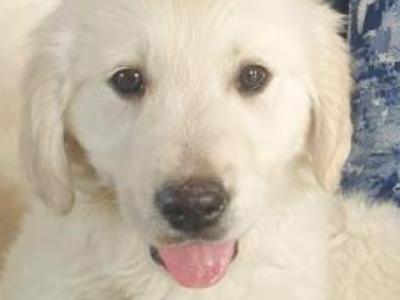 IKC Registered(pending) Golden Retrievers puppies in Mayo