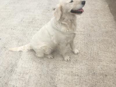 IKC Registered(pending) Golden Retrievers puppies in Mayo