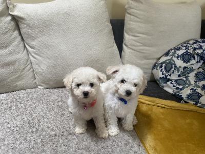 Beautiful Bichon Frise puppies in Galway