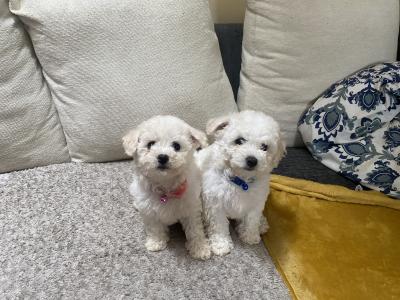 Beautiful Bichon Frise puppies in Galway