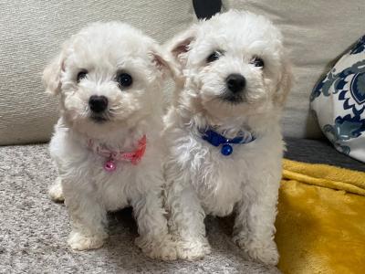 Beautiful Bichon Frise puppies in Galway