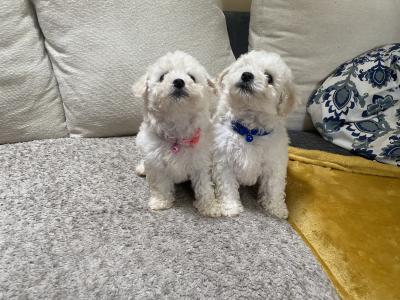 Beautiful Bichon Frise puppies in Galway