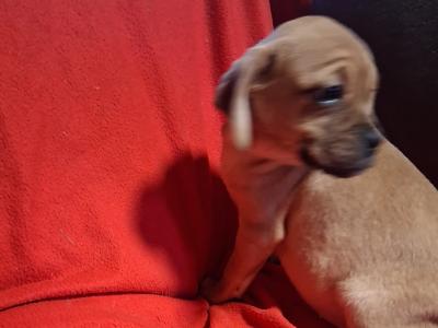 Puggle puppies for sale in Carlow