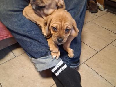 Puggle puppies for sale in Carlow