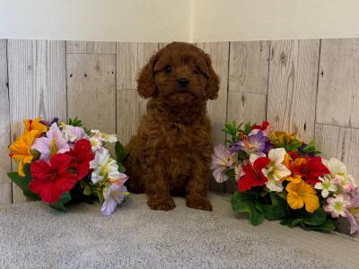6 Adorable Cavapoo puppies in Limerick