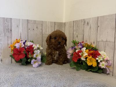6 Adorable Cavapoo puppies in Limerick