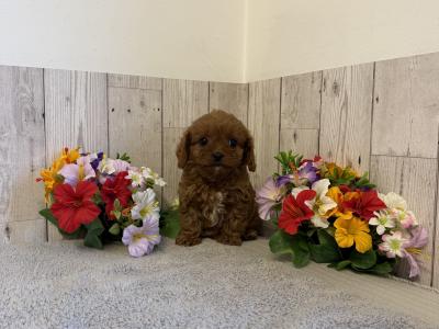 6 Adorable Cavapoo puppies in Limerick