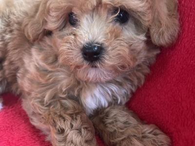 Miniature Maltipoo puppies in Carlow 🐶🐶