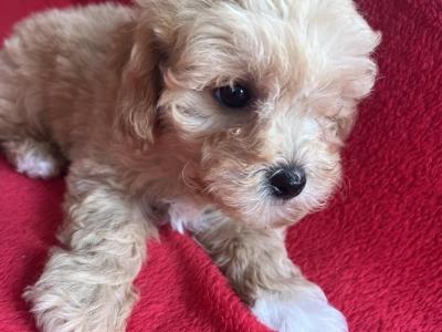 Miniature Maltipoo puppies in Carlow 🐶🐶
