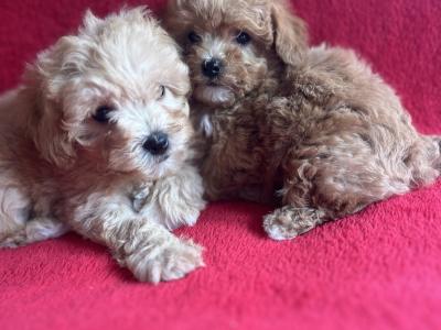 Miniature Maltipoo puppies in Carlow 🐶🐶