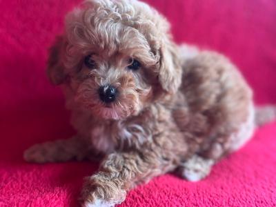 Miniature Maltipoo puppies in Carlow 🐶🐶