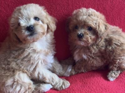 Miniature Maltipoo puppies in Carlow 🐶🐶