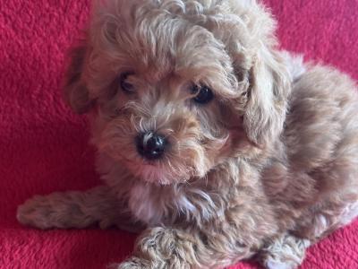 Miniature Maltipoo puppies in Carlow 🐶🐶