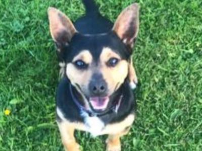 Miniature Jack Russell for Stud