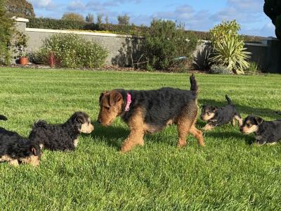 Lakeland Terrier puppies in Kilkenny