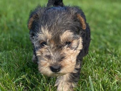 Lakeland Terrier puppies in Kilkenny