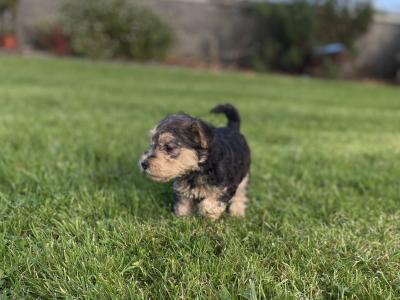Lakeland Terrier puppies in Kilkenny