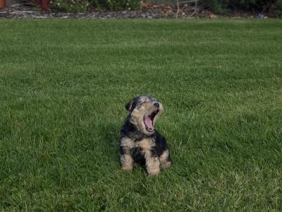 Lakeland Terrier puppies in Kilkenny