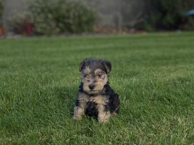 Lakeland Terrier puppies in Kilkenny