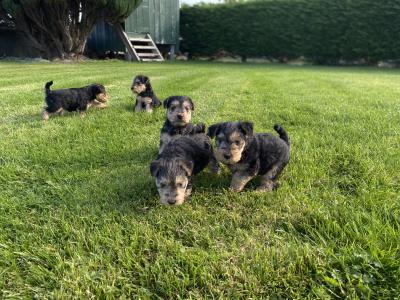 Lakeland Terrier puppies in Kilkenny