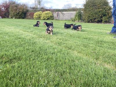 Lakeland Terrier puppies in Kilkenny