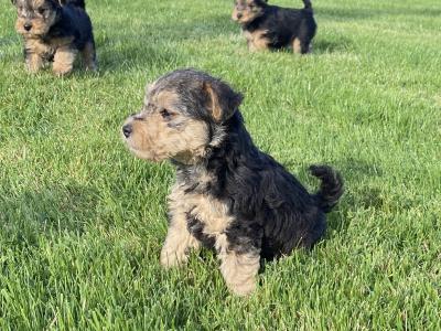 Lakeland Terrier puppies in Kilkenny