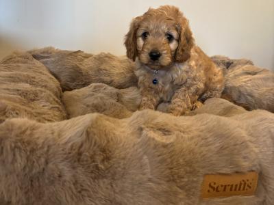 Cavapoo puppies in Kilkenny