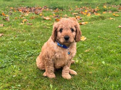 Cavapoo puppies in Kilkenny