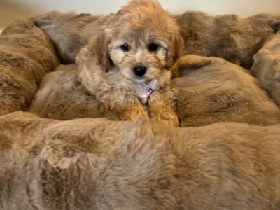 Cavapoo puppies in Kilkenny