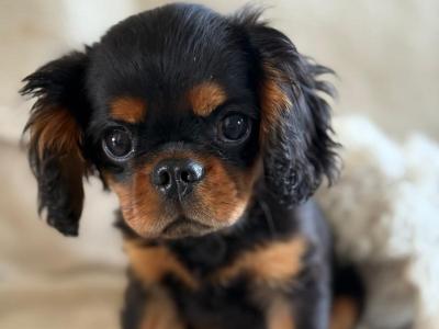 Cavalier King Charles Spaniel for stud in Galway