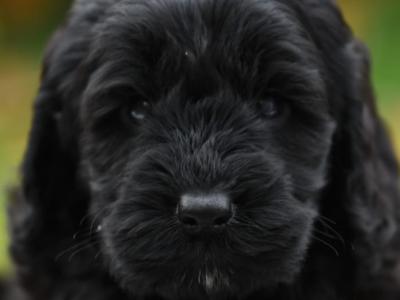 Female Cockapoo puppy in Wicklow