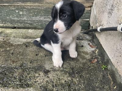 Healthy, Strong Border Collie x Cocker Spaniel puppies – One-off Litter, Loving home
