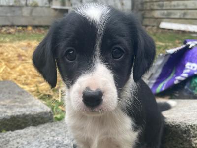 Healthy, Strong Border Collie x Cocker Spaniel puppies – One-off Litter, Loving home