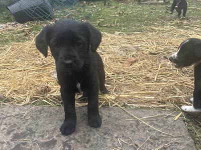 Healthy, Strong Border Collie x Cocker Spaniel puppies – One-off Litter, Loving home
