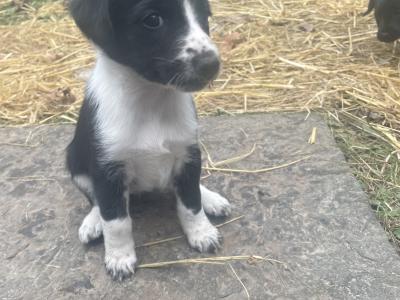 Healthy, Strong Border Collie x Cocker Spaniel puppies – One-off Litter, Loving home