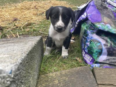 Healthy, Strong Border Collie x Cocker Spaniel puppies – One-off Litter, Loving home