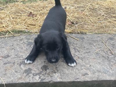 Healthy, Strong Border Collie x Cocker Spaniel puppies – One-off Litter, Loving home