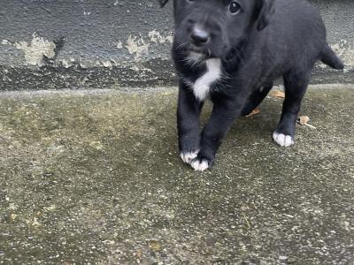 Healthy, Strong Border Collie x Cocker Spaniel puppies – One-off Litter, Loving home