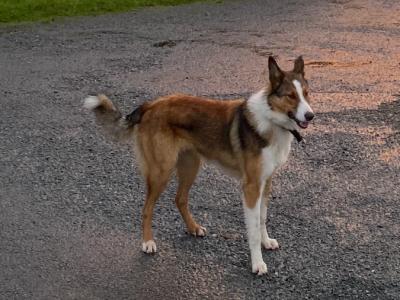 Fido is male Rough Collie X puppy 9 months old in Wicklow 🐕