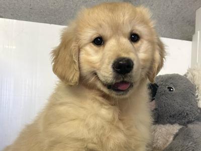 Female Golden Retriever puppy in Cavan