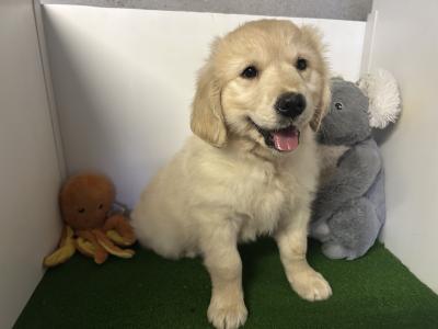 Female Golden Retriever puppy in Cavan