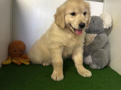 Female Golden Retriever puppy in Cavan