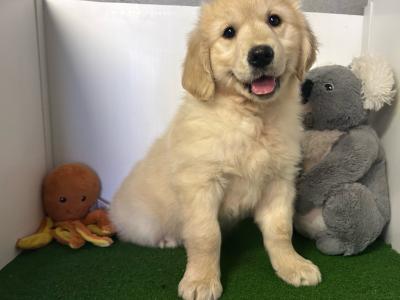 Female Golden Retriever puppy in Cavan