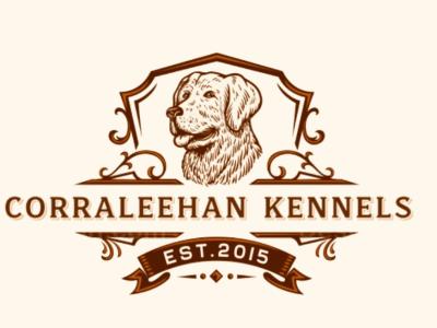 Female Golden Retriever puppy in Cavan