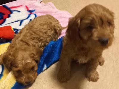 Beautiful Cavapoo puppies in Limerick