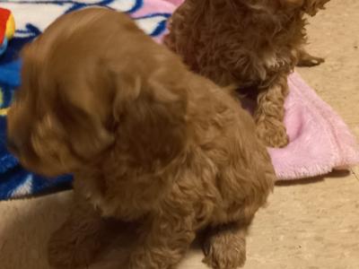 Beautiful Cavapoo puppies in Limerick