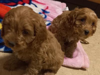 Beautiful Cavapoo puppies in Limerick